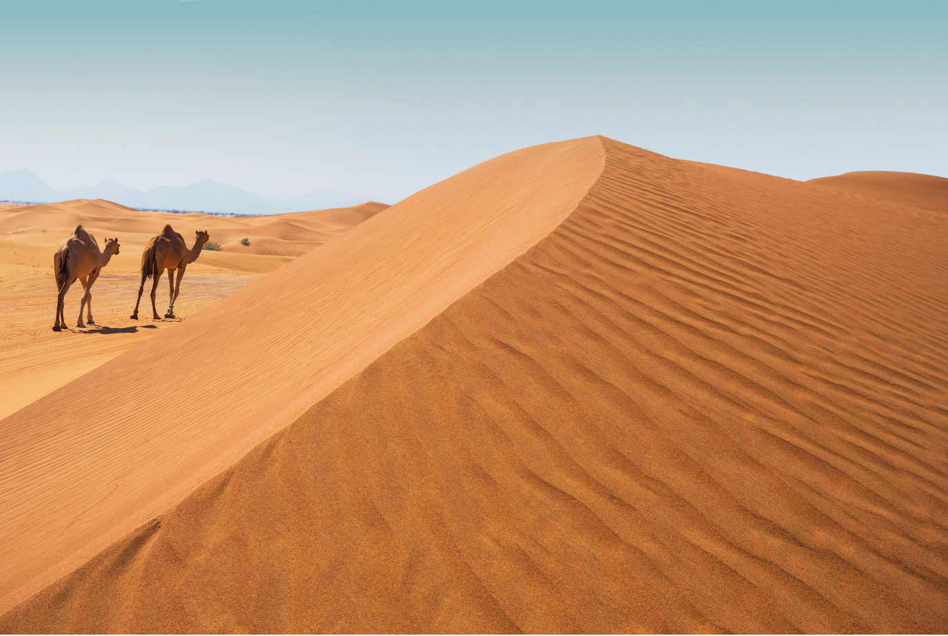 Desert Safari